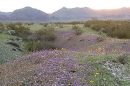 Dead Mountains Wilderness Area