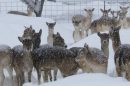 Grand Canyon Deer Farm