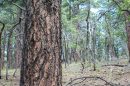 Kaibab National Forest